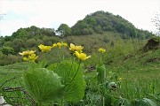 52 Bei fiori di Ranuncolo erba tora (Ranunculus Thora)